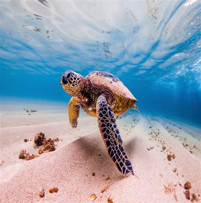 Marsa Alam Tours 